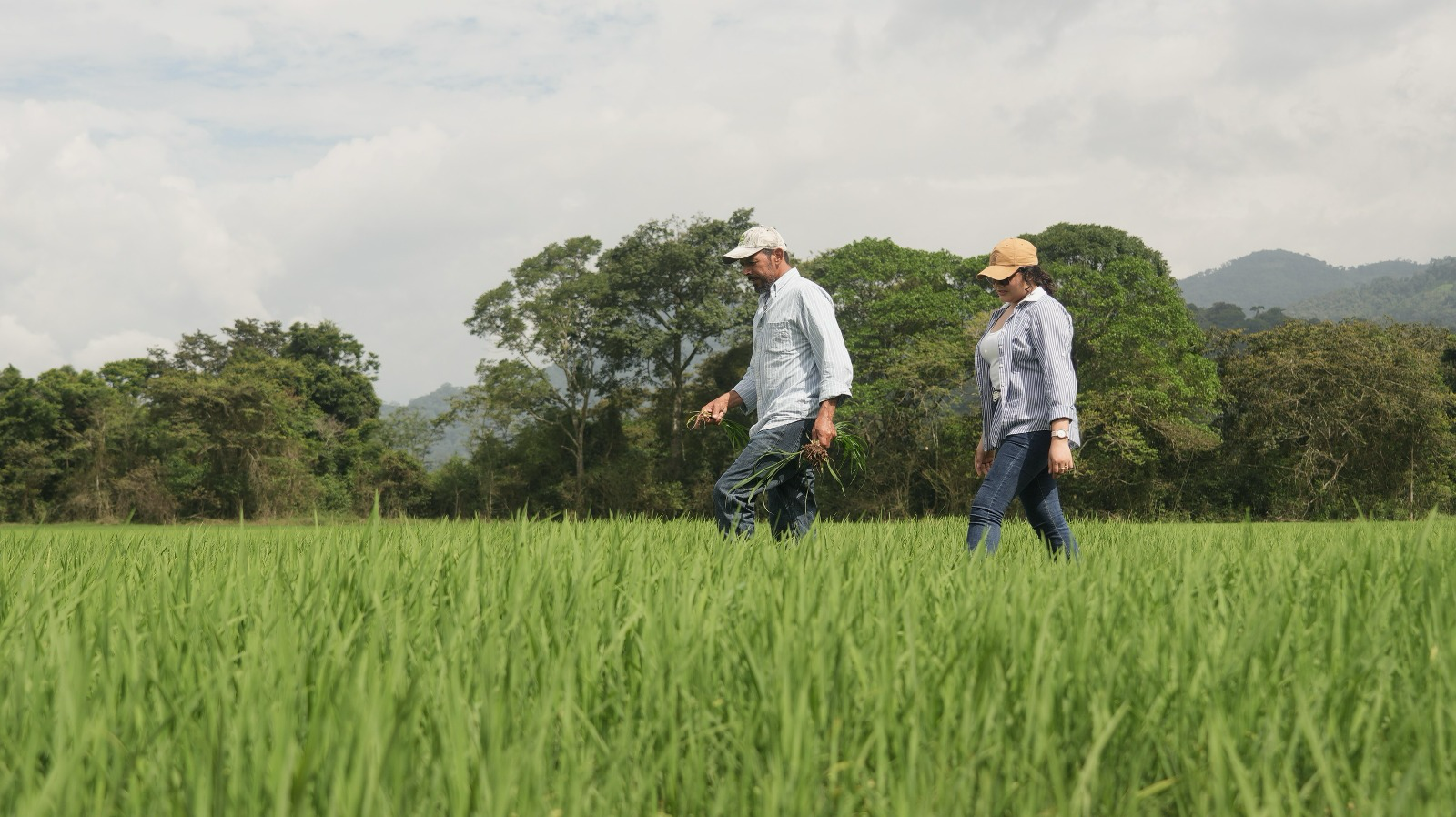 Campo de arroz donde se evalúan nuevas variedades de alto rendimiento en Honduras