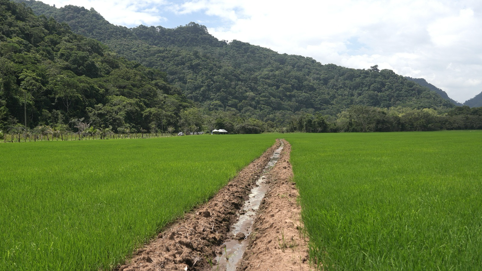 Cultivo de arroz en Honduras durante pruebas de variedades de alto rendimiento