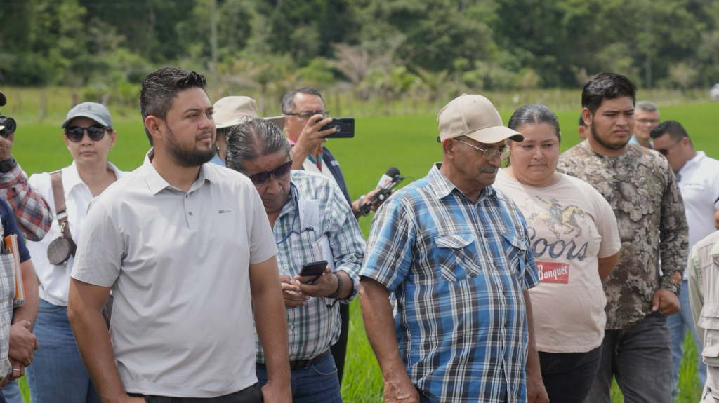 Productores evalúan nuevas variedades para aumentar la producción de arroz en Honduras
