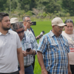 Productores evalúan nuevas variedades para aumentar la producción de arroz en Honduras