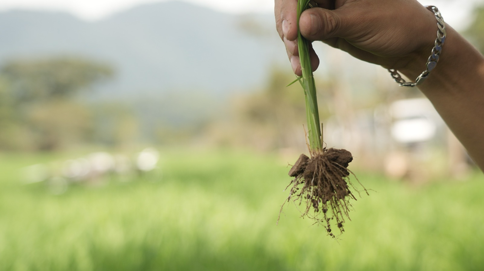 Muestra de planta de arroz evaluada para mejorar la producción nacional
